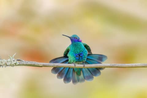 O Guardião das Cores