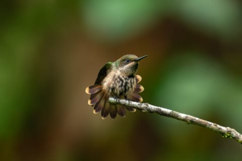 O Leque da Elegância