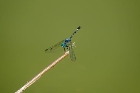 Microcosmo