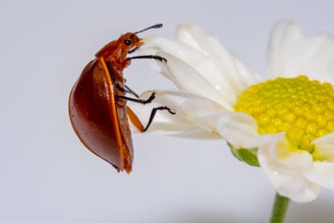 O Espelho d'Alma