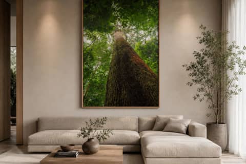 Giant of the Forest
