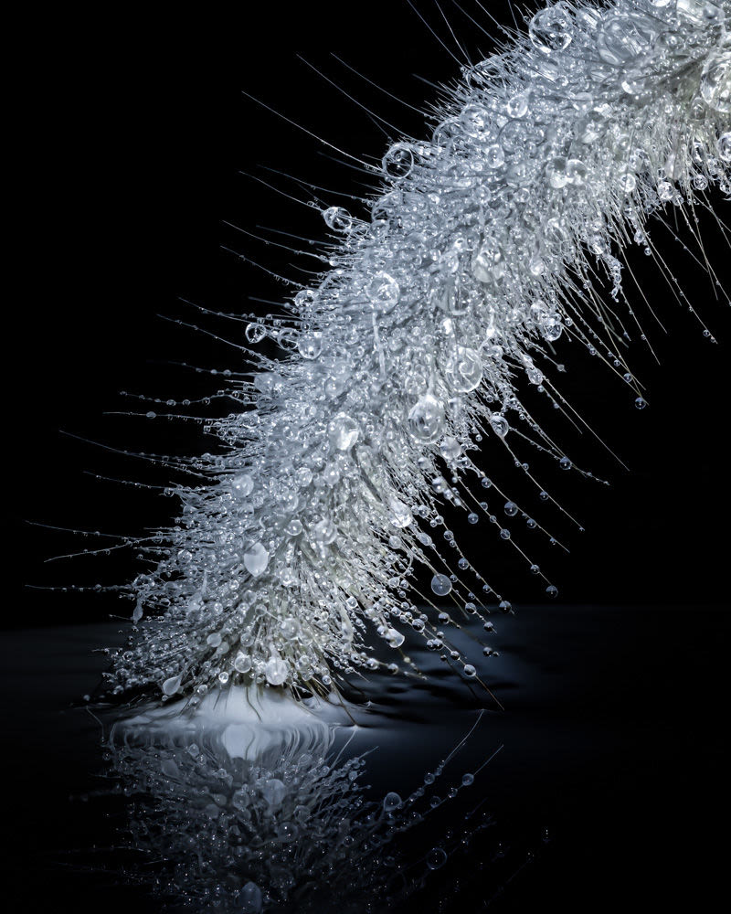 Miles de gotas transforman un simple hilo de la naturaleza en una escultura de luz. Un instante efímero donde delicadeza, transparencia y belleza se encuentran.