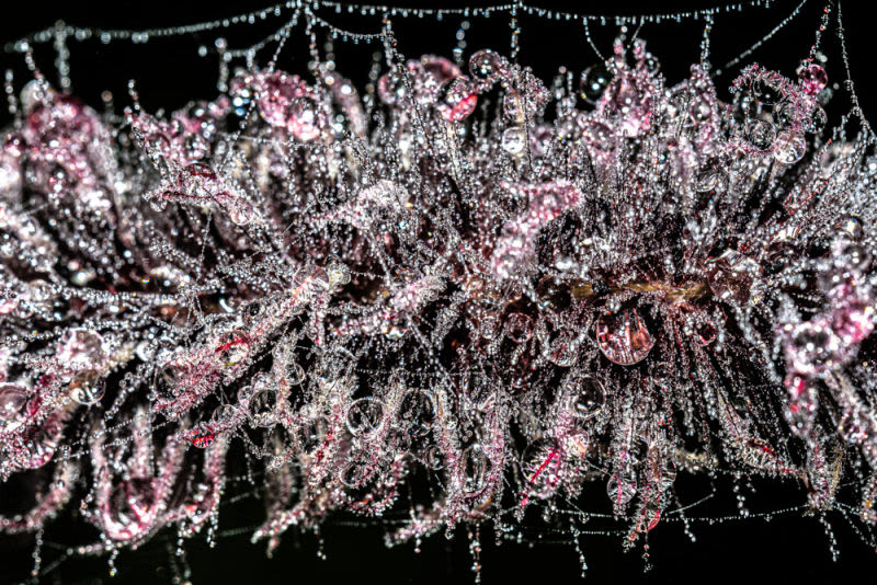 Thousands of drops intertwine light, reflections and delicacy, creating a landscape that seems to be made of diamonds. Nature transforms the ephemeral into eternity.