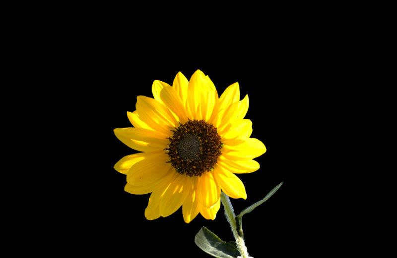 O girassol não compete com as estrelas nem com o sol. Apenas abre suas pétalas e oferece ao mundo o melhor de si. Talvez a felicidade também seja isso.