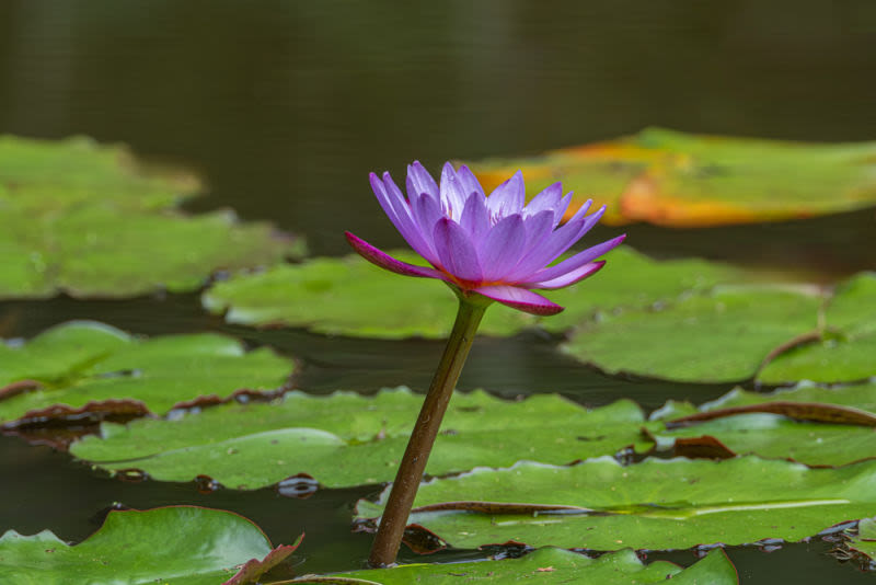 Entre formas orgânicas, cores suaves e reflexos sutis, a flor se torna protagonista de uma composição onde equilíbrio e delicadeza se encontram.