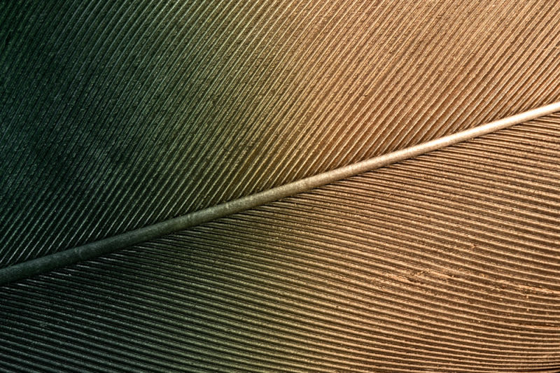 Bajo la luz tenue, cada filamento revela una arquitectura perfecta. Líneas delicadas, tonalidades doradas y texturas casi infinitas transforman una simple pluma en una silenciosa obra de arte. Un recordatorio de que la naturaleza no solo crea vida, sino que diseña belleza en los detalles más pequeños.