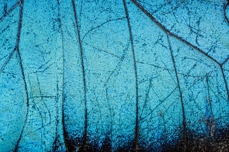 Em escala microscópica, a asa revela uma impressionante arquitetura de linhas, texturas e tons iridescentes de azul. Uma obra que transforma um detalhe invisível em uma composição sofisticada, celebrando a perfeição e a delicadeza da natureza.