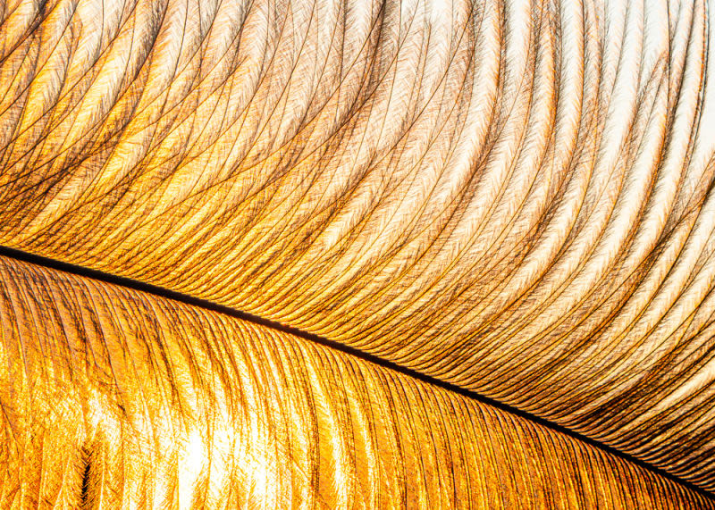 Entre sombras y oro, la delicadeza de la naturaleza revela su arquitectura más perfecta.