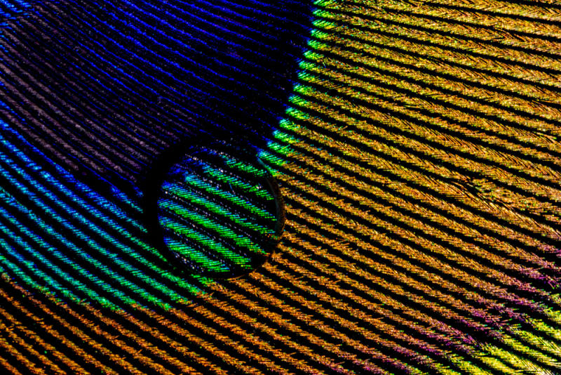 Between light, texture, and delicacy, the peacock feather reveals an art that only nature is capable of creating.
