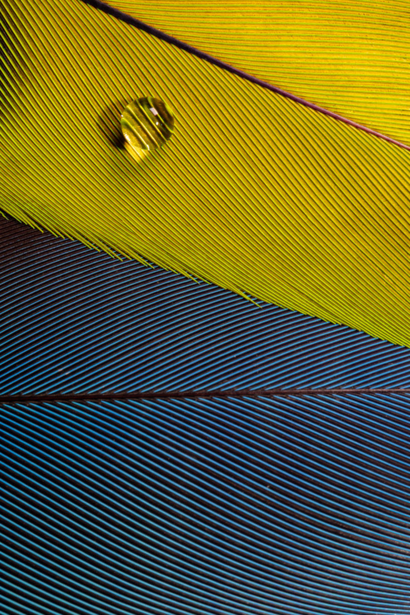 Nesta obra da coleção Camuflagem, a macrofotografia revela a arquitetura invisível da natureza. O encontro angular entre as penas amarelo-vibrante e azul-profundo cria uma fronteira gráfica quase abstrata, desafiando o olhar a distinguir entre o orgânico e o sintético