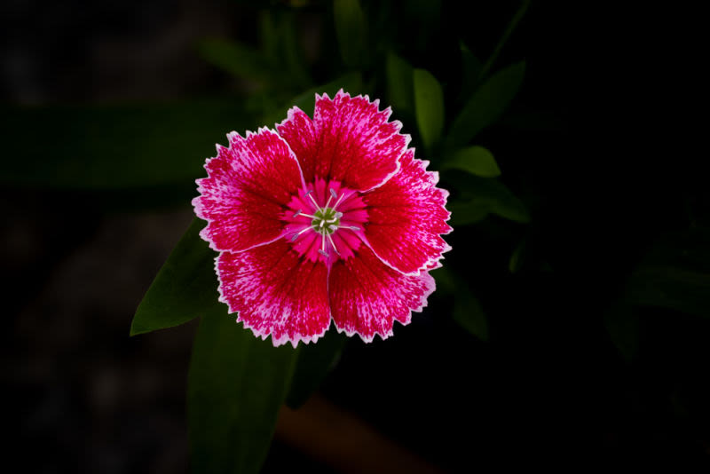 Em escala macro, cada detalhe revela a perfeita arquitetura desta flor, onde tons intensos de carmim e delicados contornos brancos criam uma composição de rara elegância. Uma obra que celebra a precisão e a beleza escondidas nos pequenos detalhes da natureza.