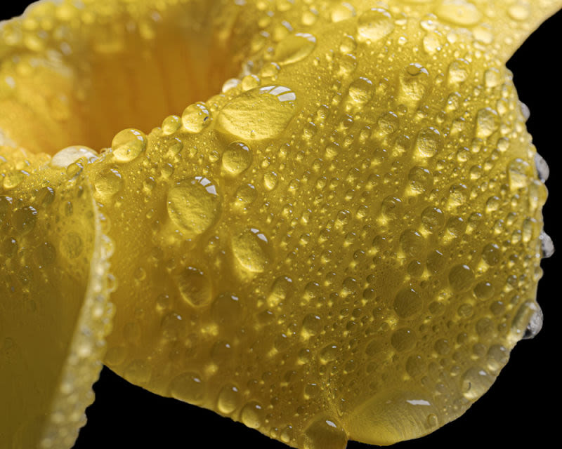 Milhares de gotas transformam uma delicada pétala amarela em uma paisagem de brilho e textura. Uma obra que revela a beleza oculta dos pequenos detalhes, celebrando a perfeição efêmera da natureza em escala íntima.