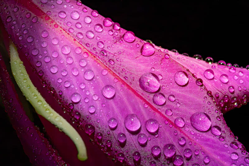 Cada gota transforma uma simples pétala em um universo de formas, luz e reflexos. A natureza lembra que a perfeição não está no excesso, mas na delicadeza dos pequenos detalhes que poucos param para observar.