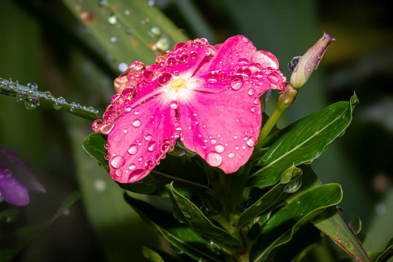 Coberta por delicadas gotas de orvalho, esta flor revela a perfeita harmonia entre cor, luz e textura. Uma obra que celebra a beleza dos pequenos detalhes e transforma a efemeridade da natureza em elegância atemporal.