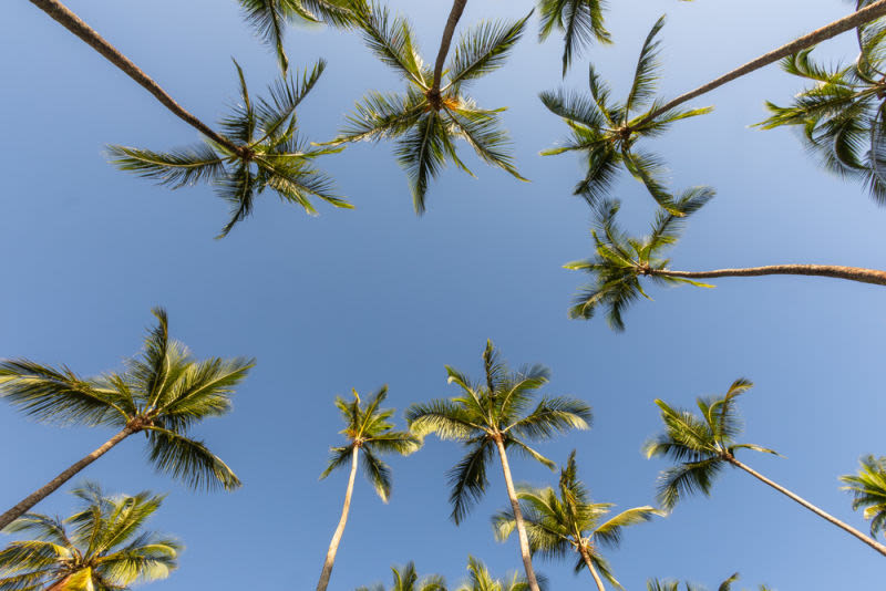 Erguendo-se em direção ao céu, os coqueiros formam uma composição de elegância e leveza, onde luz, vento e natureza se encontram. Uma obra que transmite serenidade, liberdade e a atmosfera acolhedora das paisagens tropicais.