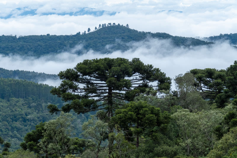 As araucárias, em meio à floresta nativa, nos convidam a refletir sobre a história e a importância da preservação ambiental. Uma imagem que nos conecta com a essência da vida e com a necessidade de protegermos o nosso patrimônio natural.