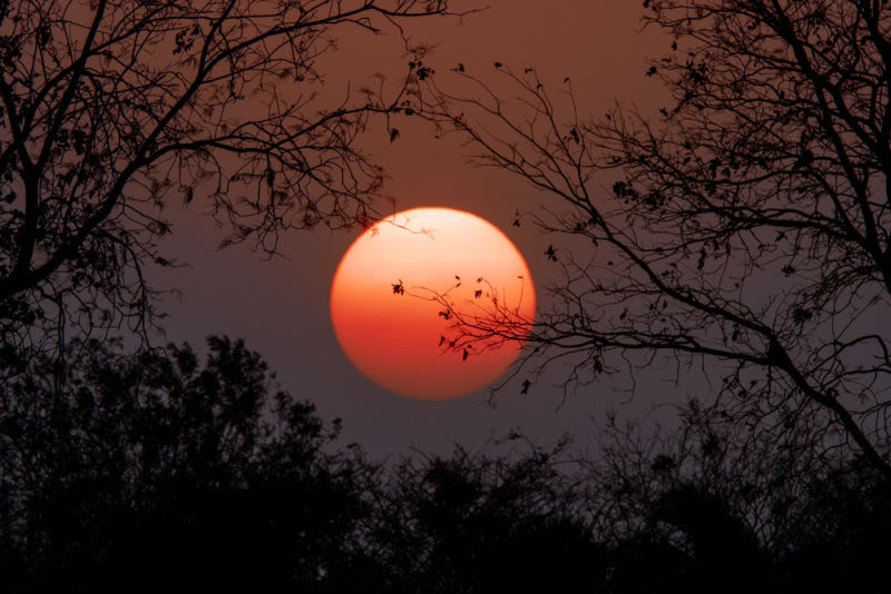 El sol se despide entre las ramas, transformando siluetas en poesía y luz en contemplación. Una obra que celebra la belleza efímera del crepúsculo e invita a llevarse a casa la serenidad de los momentos inolvidables de la naturaleza.