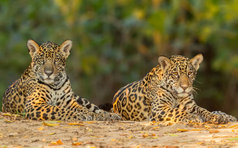 À beira do rio, dois filhotes de onça-pintada compartilham a tranquilidade de um instante raro. Juntos, observam o mundo passar, enquanto a natureza segue seu curso em silêncio.