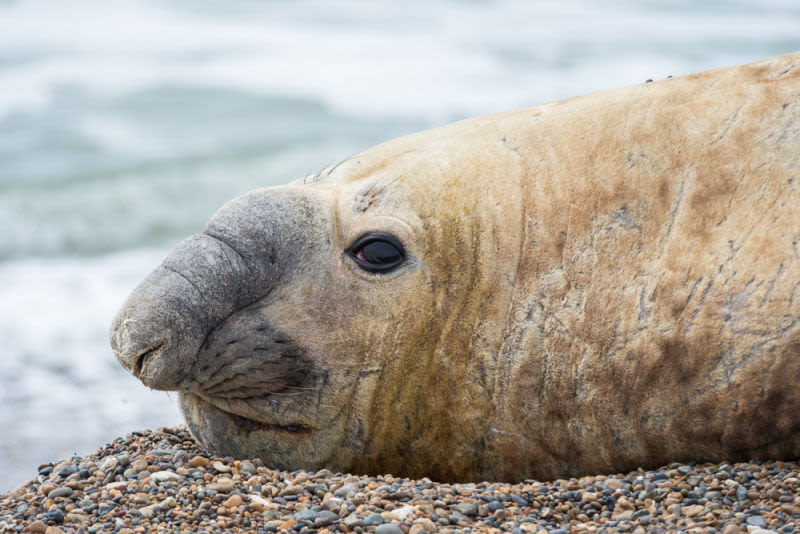 Um retrato nítido e cativante da cabeça de um elefante-marinho macho, mostrando sua tromba proeminente e olho expressivo. Com o cascalho da praia e o mar borrado ao fundo, esta imagem autêntica captura a essência da fauna selvagem em seu habitat natural.