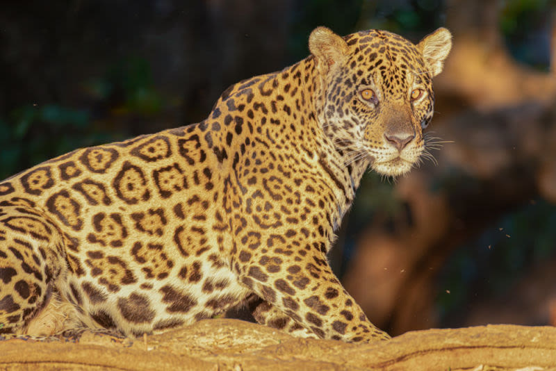 Na luz dourada, a onça-pintada revela sua presença majestosa. Cada mancha carrega uma identidade única, enquanto o olhar atento lembra que, na natureza, beleza e poder caminham lado a lado