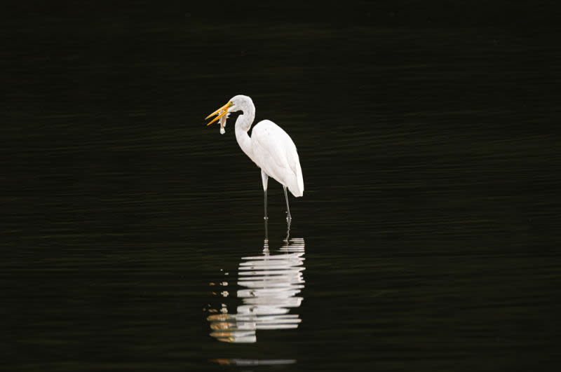 In a single instant, the heron transforms silence into movement and precision into survival. Reflected in the calm waters, this work celebrates the elegance of wildlife and the perfect balance of strength, patience and nature.