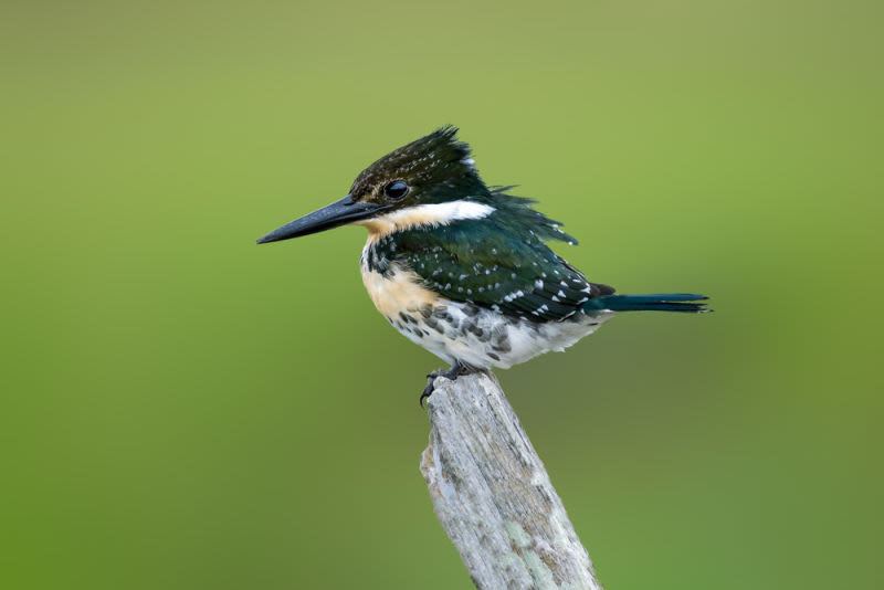 Motionless on its perch, the kingfisher waits for the perfect moment to dive. A work that celebrates the precision, elegance and serenity of one of the most fascinating hunters of the banks of rivers and lagoons.