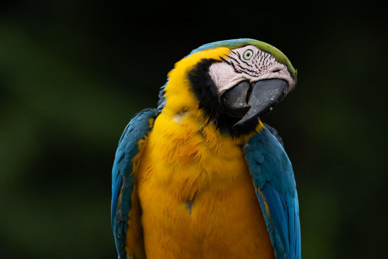 In every glance, the intensity of wildlife. Standing before it, it's impossible not to marvel at the perfection that nature effortlessly creates.