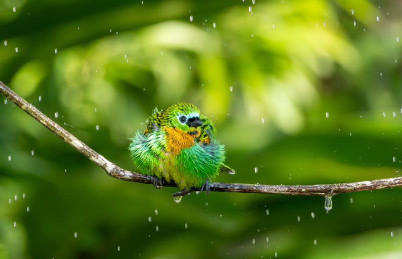 En una escena de pura ternura, la tangara se ha transformado en una adorable y vibrante "bola de plumas". Con sus colores verde esmeralda y un toque dorado en el pecho, se entrega con total confianza a un momento de autocuidado. Es como si se abrazara a sí misma.