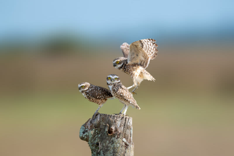 Three little owls share an instant of perfect harmony between landing and flight. A work that celebrates the delicacy, curiosity and beauty of wildlife, transforming a rare moment of nature into timeless art.