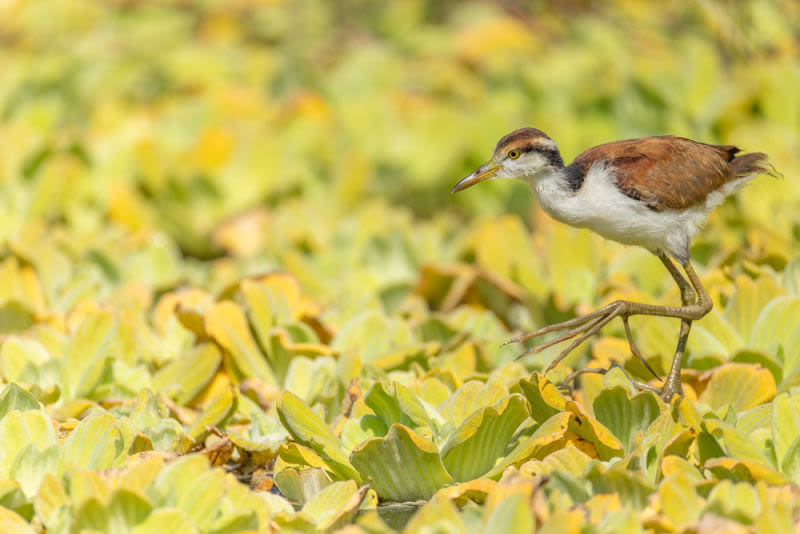 La naturaleza se mueve lentamente para que podamos admirar su perfección.