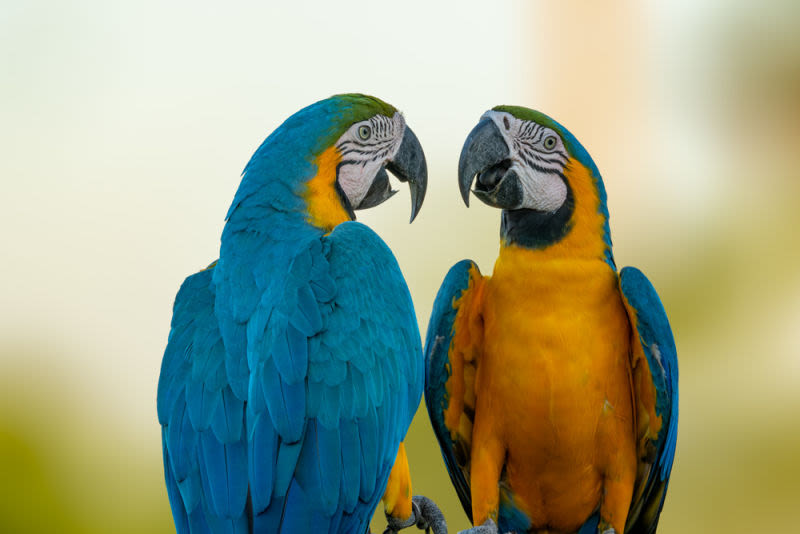 Duas araras-canindé em um instante de cumplicidade. O azul intenso das asas encontra o dourado do peito, enquanto seus olhares parecem guardar uma conversa silenciosa — um retrato de beleza, vínculo e liberdade.