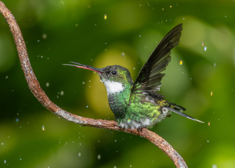 In an instant of pure lightness, the hummingbird displays the iridescent glow of its plumage as it defies time with the flapping of its wings. A work that celebrates the delicacy, energy and extraordinary perfection of nature.
