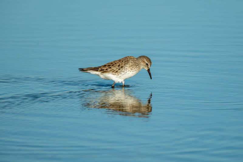 In calm waters, the little bird finds its own reflection as it travels the delicate line between sky and sea. A work that translates serenity, balance and the beauty of the silent moments of nature.