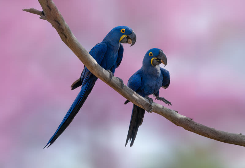 A Arara-azul-grande é um ícone da fauna brasileira, e o contraste entre o azul profundo das penas e o fundo suave em tons de rosa cria uma estética moderna e elegante, ideal para decoração.