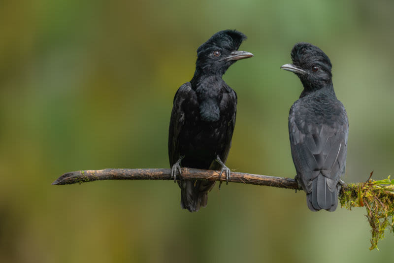 Es un retrato que celebra la continuidad de la vida salvaje y la austera elegancia de una de las aves más enigmáticas de la región amazónica.