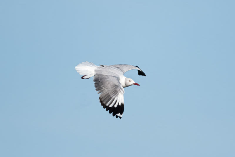 Con sus alas extendidas en perfecta armonía con las corrientes de aire, esta ave transforma el cielo en un escenario y el vuelo en una expresión de equilibrio, adaptación y belleza natural.