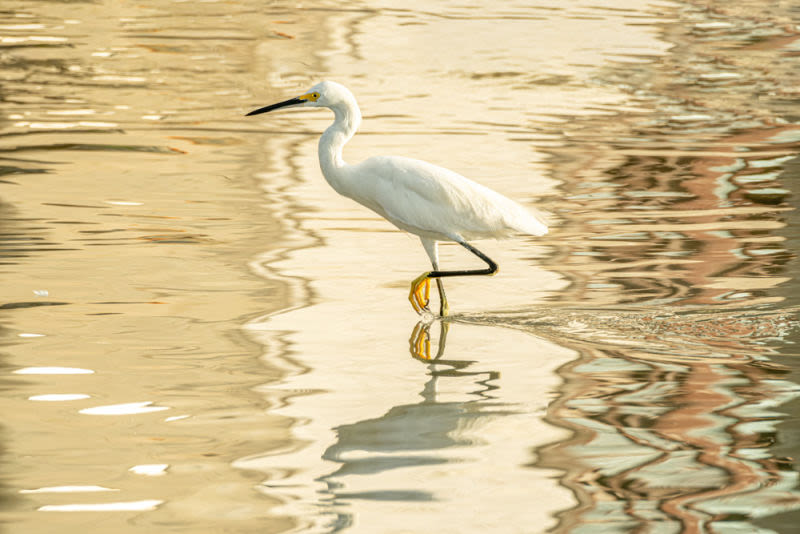 La composición captura un momento de serenidad y equilibrio en la naturaleza, donde el sutil movimiento de la garza crea suaves ondulaciones que se funden con los reflejos metálicos del agua.