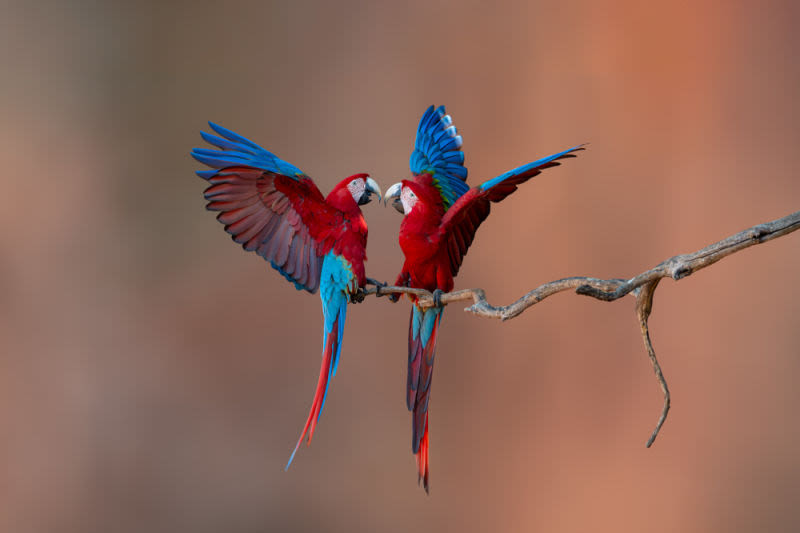 Las guacamayas rojas están en un momento de comunicación, con sus picos muy juntos, lo que añade una capa de "narrativa" y vida a la fotografía.
