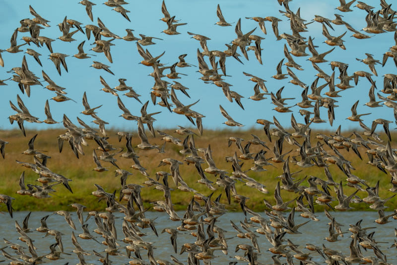 In a perfectly synchronized flight, hundreds of birds transform the sky into a spectacle of rhythm and freedom. A work that celebrates the strength of the collective, the beauty of movement and the extraordinary harmony of nature.