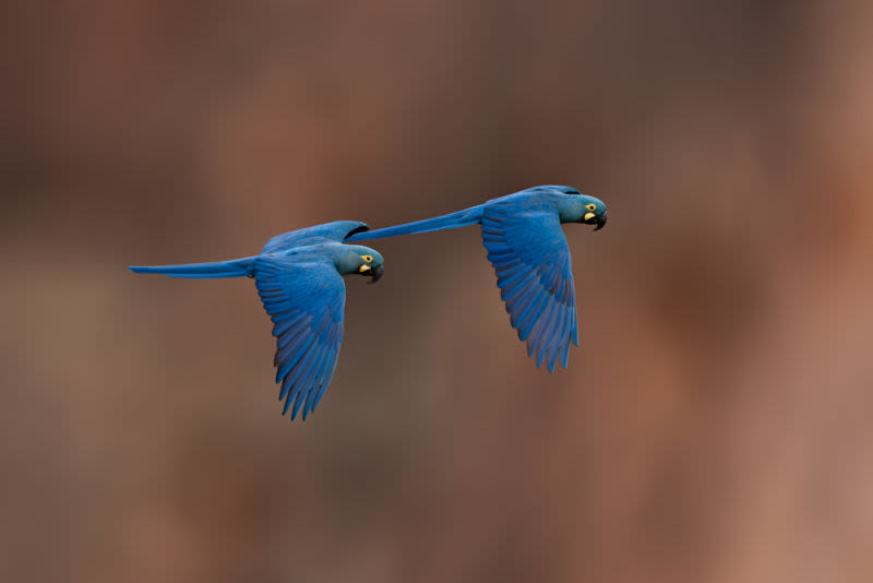 Esta fotografia captura a essência da liberdade e a elegância vibrante da fauna brasileira. Em um registro de sincronia impecável, duas araras-azuis cortam o cenário com suas plumagens em tons de azul profundo, destacadas por um fundo minimalista que remete às cores do cerrado.