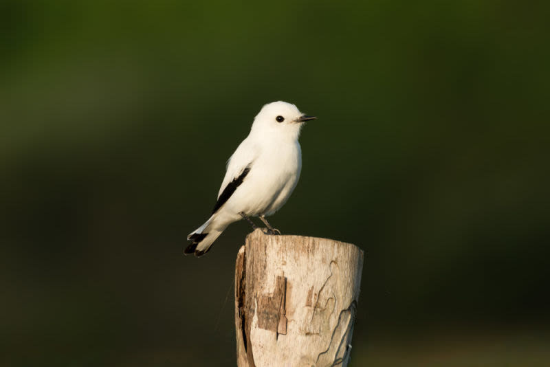 Under the golden sun of Mostardas, this elegant white bird translates the serenity of the coastal landscapes of southern Brazil. A work that celebrates the light, delicacy and timeless beauty of wildlife in perfect harmony with nature
