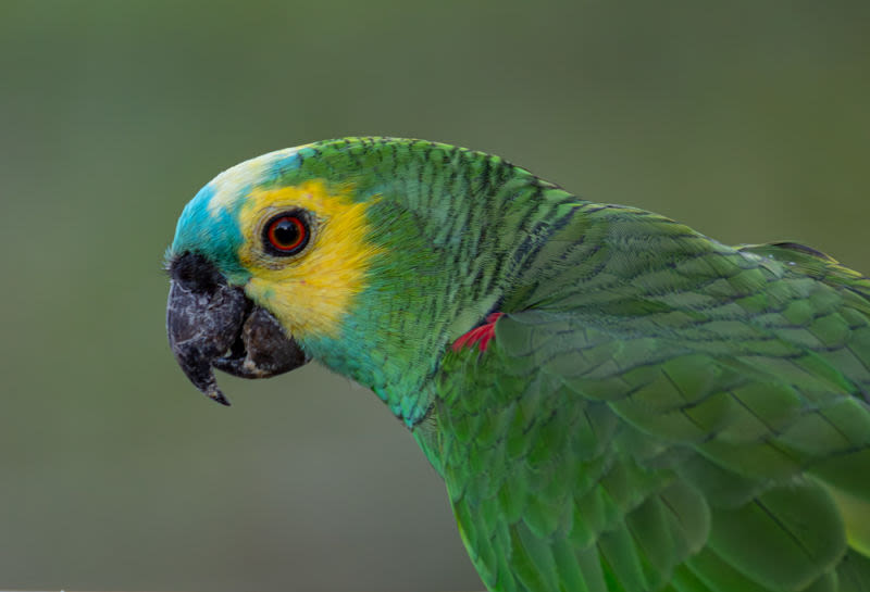 With its intelligence and ability to mimic the human voice, the blue-fronted parrot is a true ambassador for nature. This work captures the curiosity and expressiveness of one of Brazil's most intelligent and charismatic birds, a reminder of the importance of listening to the voice of the forest and preserving its biodiversity.