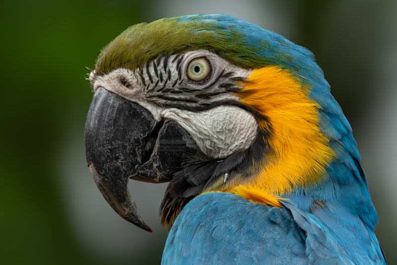 O close-up revela a complexidade e a beleza das texturas e cores da arara-canindé. Um registro que celebra a perfeição da natureza e a força da vida que se manifesta em cada detalhe.