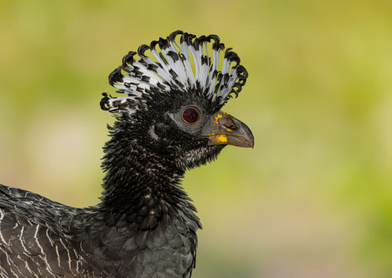 With her exuberant crest and penetrating gaze, this female crested curassow reigns supreme in her natural habitat. A work that captures the strength and grace of one of Brazil's most impressive birds, a reminder of the beauty and importance of preserving wildlife.