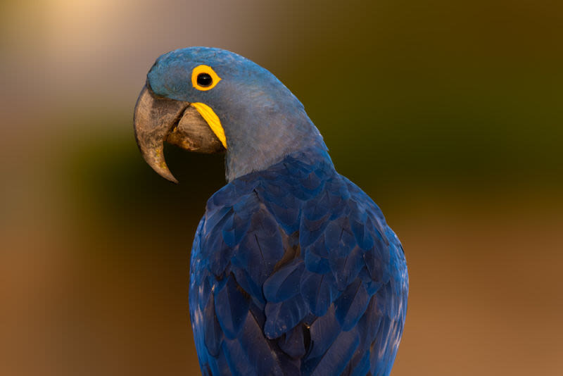 La naturaleza pintó el cielo y le dio alas a su creación más hermosa.