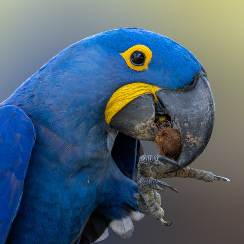 Every detail of this blue macaw is a testament to the art that exists in the wild.