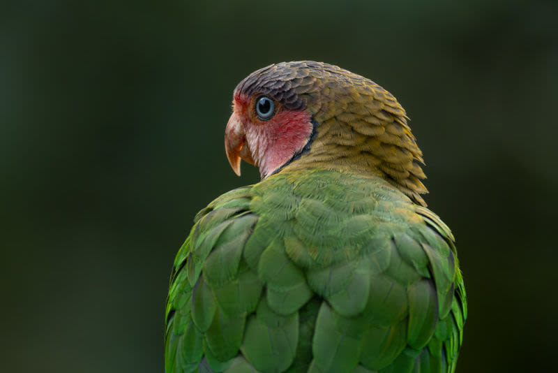 A simple glance is capable of revealing the delicacy of wildlife. Every feather, every color and every detail tells the story of a bird that transforms nature into art. To photograph is to eternalize these encounters that make us admire the natural world even more.