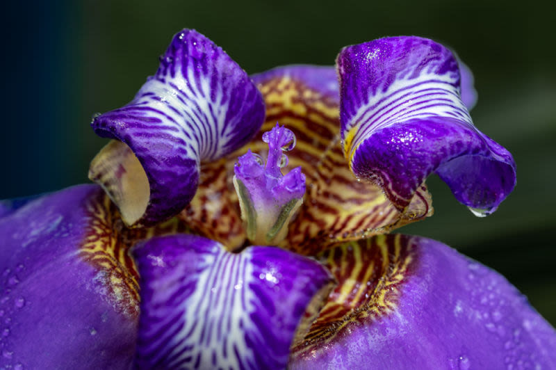 The vibrant choreography of nature unfolds in intense colors and tactile textures, capturing the ephemeral essence of the flower.