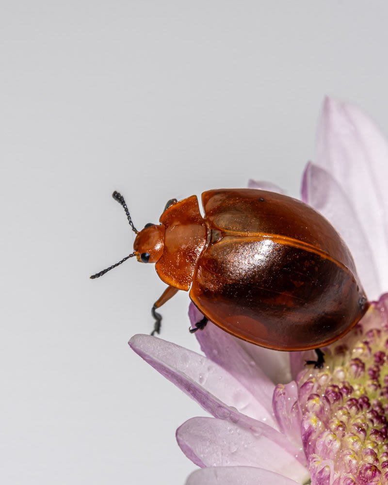 Um encontro entre precisão e delicadeza revela a beleza escondida do mundo microscópico. As formas polidas do pequeno besouro contrastam com a suavidade da flor, criando uma obra que celebra os detalhes extraordinários da natureza.