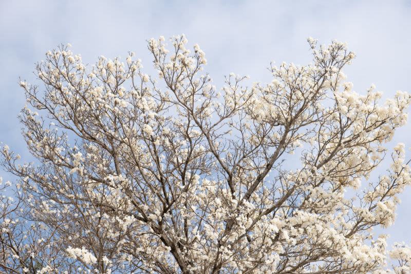 El árbol de ipê blanco florece por un breve instante, transformando el paisaje en una obra de arte viviente.